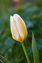 Beautiful, relaxing and natural white tulip in a garden with blurry background. Green, colorful floral patterns on a Royalty Free Stock Photo