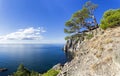 Beautiful relict pine on a cliff above the sea