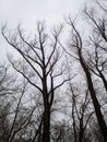 Beautiful relict trees in a willow grove against a cloudy winter sky