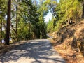 A beautiful remote back country road with no cars on it. Surrounded by forest and trees.