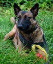beautiful representative of the Belgian Malinois breed plays in the grass Royalty Free Stock Photo