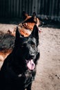 A beautiful representative of the breed is a black German shepherd with brown eyes and large ears. Portrait of a beautiful black Royalty Free Stock Photo