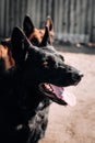 A beautiful representative of the breed is a black German shepherd with brown eyes and large ears. Portrait of a beautiful black Royalty Free Stock Photo