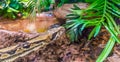 Beautiful reptile animal portrait of a boa constrictor in close up at the water with some plants