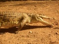 Beautiful reptile, Crocodile attacking with his mouth open, survival wildlife scene in Kenya, Africa Royalty Free Stock Photo