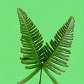 Beautiful resam leaves forked on green background Royalty Free Stock Photo