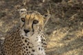 Wildlife Faces: Cheetah with Amber Eyes
