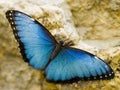 Beautiful resting Blue Morpho