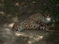 The beautiful resting cheetah