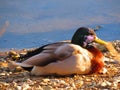 Beautiful Resting Duck