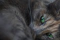 Beautiful resting grey cat with green eyes