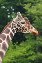 Beautiful reticulated giraffe portrait in nature Royalty Free Stock Photo