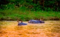 Beautiful rhino is bathing in river in Chitwan national park Royalty Free Stock Photo