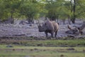 Beautiful rhinoceros standing alone in the middle of the jungle Royalty Free Stock Photo