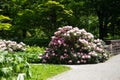 Beautiful Rhodendron bush in a park Royalty Free Stock Photo