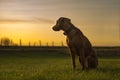 Beautiful Rhodesian Ridgeback dog is sitting in sunset and is looking back direction sun