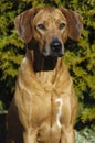 Beautiful Rhodesian ridgeback