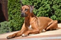 Smart attentive dog Rhodesian Ridgeback Royalty Free Stock Photo