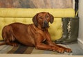 Beautiful Rhodesian Ridgeback dog lying on the rug in the hallway Royalty Free Stock Photo