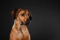 Beautiful Rhodesian Ridgeback dog portrait on a black background