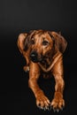 Beautiful Rhodesian Ridgeback dog portrait on a black background Royalty Free Stock Photo