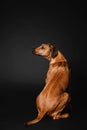 Beautiful Rhodesian Ridgeback dog portrait on a black background Royalty Free Stock Photo