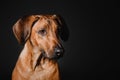 Beautiful Rhodesian Ridgeback dog portrait on a black background Royalty Free Stock Photo