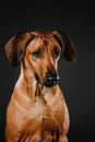 Beautiful Rhodesian Ridgeback dog portrait on a black background Royalty Free Stock Photo