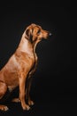 Beautiful Rhodesian Ridgeback dog portrait on a black background Royalty Free Stock Photo