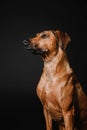 Beautiful Rhodesian Ridgeback dog portrait on a black background Royalty Free Stock Photo