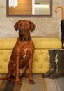 Beautiful Rhodesian Ridgeback dog sitting on the rug in the hallway