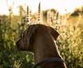 With a beautiful rhodesian ridgeback a nice time at sunset in jena Royalty Free Stock Photo