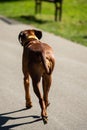 A beautiful Rhodesian Ridgeback photographed from behind Royalty Free Stock Photo