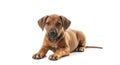 A rhodesian ridgeback puppy lying down on a white background looking at the camera Royalty Free Stock Photo