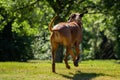 A beautiful Rhodesian Ridgeback runs on the green field