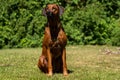 A beautiful Rhodesian Ridgeback sits on the green field