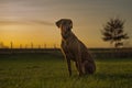 Beautiful Rhodesian Ridheback dog is sitting in sunset and is looking forward direction sun