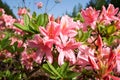 Beautiful Rhododendron Azalea flower blossom in garden