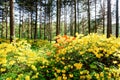 Beautiful Rhododendron blossoms