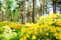 Beautiful Rhododendron blossoms