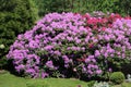 Beautiful Rhododendron bush growing in the park