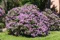 Beautiful Rhododendron flower bushes in a Garden