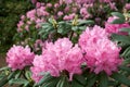 Beautiful Rhododendron flowers close up, lushly blooming Rhododendrons on background. Varieties of hybrid Rhododendron bushes Royalty Free Stock Photo