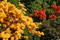 Beautiful rhododendron flowers in the park