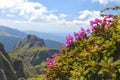 Beautiful rhododendron flowers and spring landscape in Ciucas mountains,Romania.