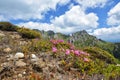 Beautiful rhododendron flowers and spring landscape in Ciucas mountains,Romania.