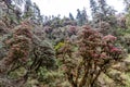 Beautiful rhododendron forest