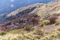 Beautiful rhododendron forests