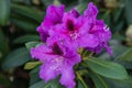 A beautiful Rhododendron in a green soil background.