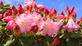 Beautiful rhododendron shrub with flowers close up on blue sky background. Royalty Free Stock Photo